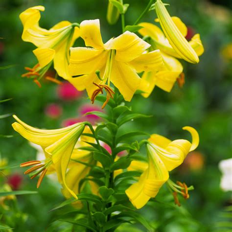 7 Lily Types To Grow In The Garden
