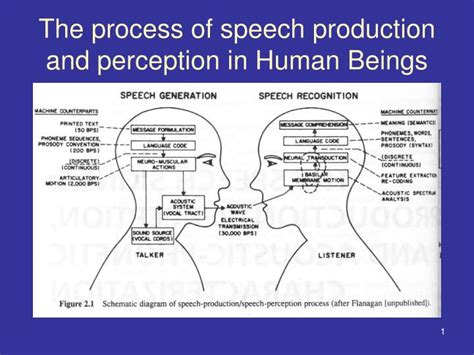 Ppt The Process Of Speech Production And Perception In Human Beings Hot Sex Picture