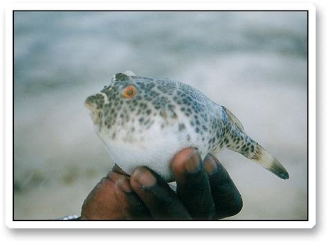 Puffer Fish Global Flyfisher