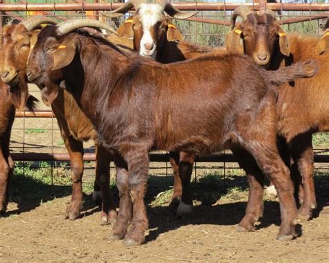 Lot 327 8 Goats Bucks Auctionsplus
