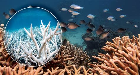 Coral Bleaching Is Killing The Great Barrier Reef Heres How