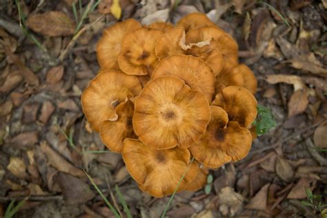 East Texas Wild Mushrooms All Mushroom Info