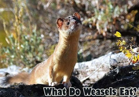 What Do Weasels Eat Weasels Diet By Types What Eats Weasels