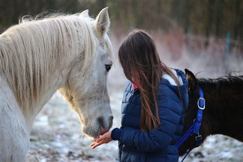 Horse Trust 5 Clear Signs Your Horse Trusts You