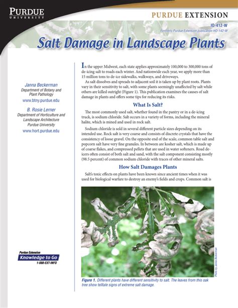 Salt Damage In Landscape Plants