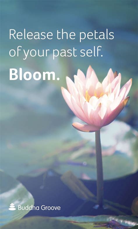 Maybe you would like to learn more about one of these? Inspiration from the Lotus Flower | Lotus flower quote, Flower quotes, Bloom quotes