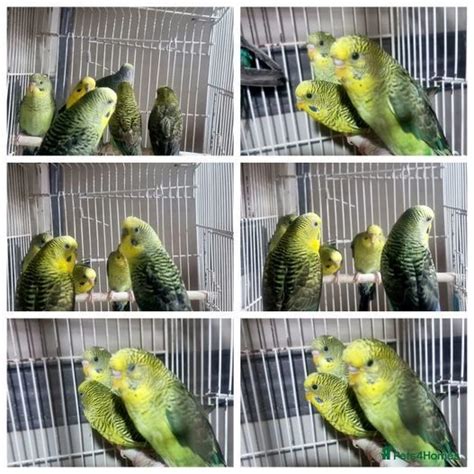 Black Wing Budgies For Sale In London Pets4homes