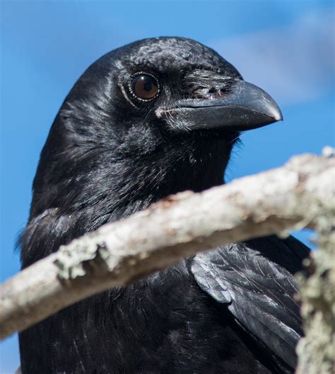 American Crow Corvus Brachyrhynchos 20131201 Cjb4924 Flickr