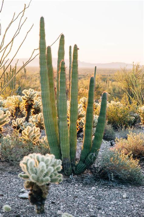 Tips On How To Grow Organ Pipe Cactus Dummer ゛☀ Garden Manage