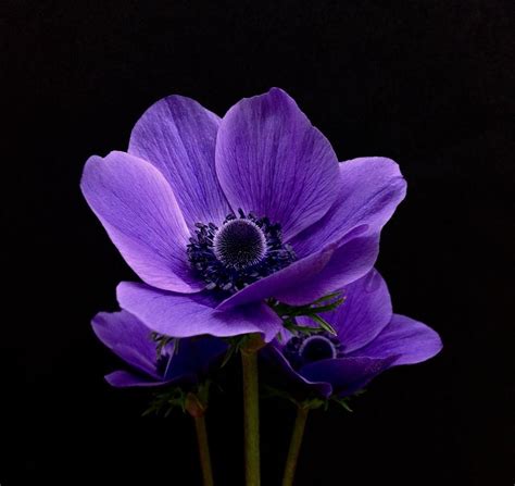 Purple Anemones Photograph By Elsie Bright Pixels