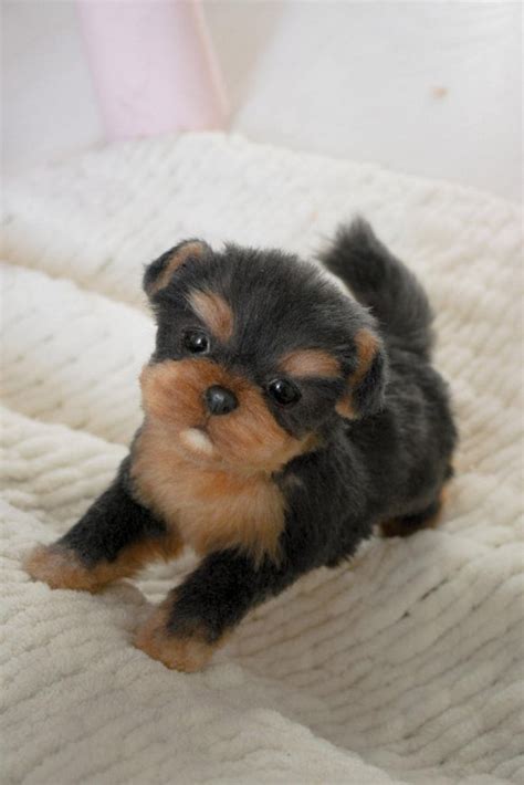 Yorkie Puppy By Yuliya Zubareva Tedsby