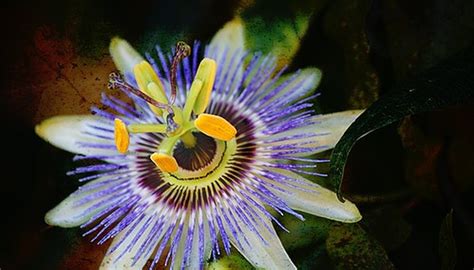 Facts About Passion Flowers Garden Guides