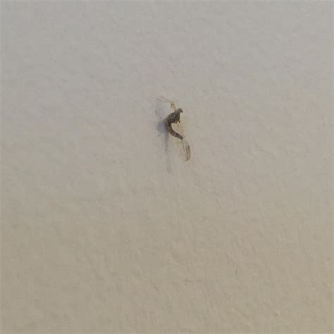 Maryland Silver Spring What Bug Is This Theyre All Over The Walls