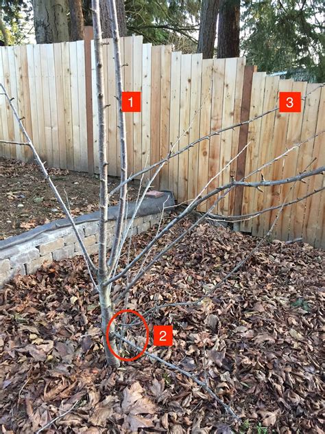 Prune your fruit tree at the time of planting. Cherry tree pruning problems - Gardening & Landscaping ...