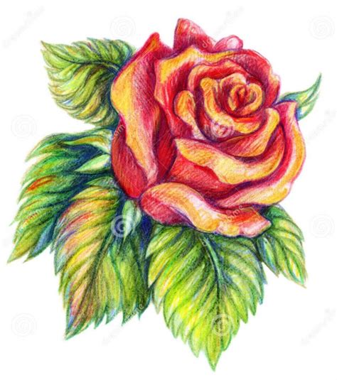 35 Beautiful Flower Drawings And Realistic Color Pencil