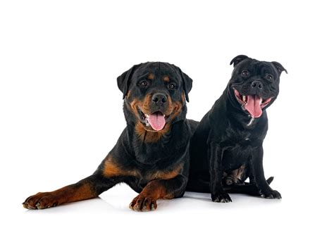 Rottweiler Pit Bull Mix Your Complete Guide Dog Academy