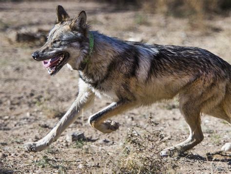 2 Mexican Wolves Found Dead In Arizona