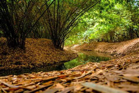 Fileview Of The Natural Greenery At Bamboo Jungle Rana Resorts