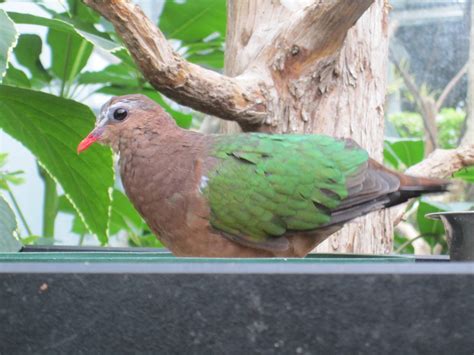 Green Winged Dove Zoochat