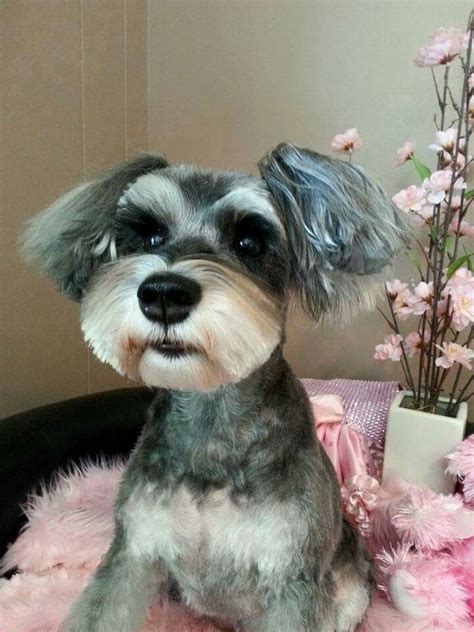 Example Of Asian Styling With Long Ears Schnauzer Grooming Dog