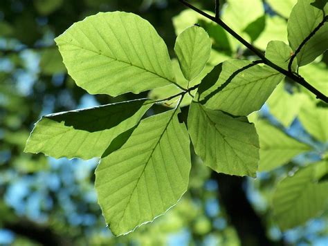 Beech Tree Green Plant Leaves Photo Tree Dogs Of The World
