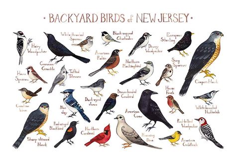 Backyard Birds Of New Jersey Field Guide Art