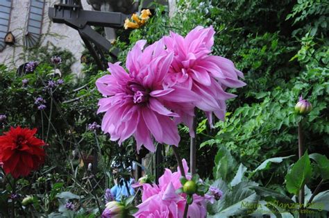 Gesamthöhe pflanze mit topf ca. Garten-Blumen » Mein-Pflanzenblog