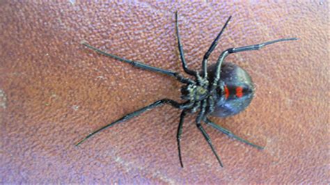 Southern Indiana Sees More Venomous Black Widows Wkrc