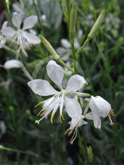Gaura Lindheimeri So White So White Butterfly Plant Information And Photos