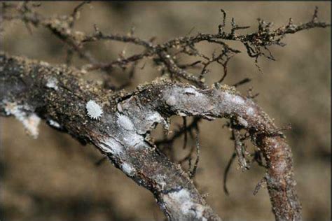 The key to pruning grapes is understanding their fruiting habit. Vine Mealybug Control in Grapes - Kern | Vines, Ornamental ...
