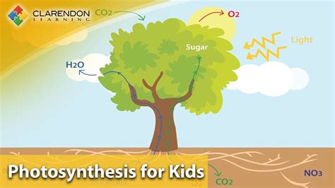 Tissues called the xylem and the phloem. Photosynthesis for Kids | Learn how plants MAKE their own ...