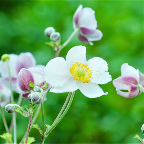 Japanese Anemone Plant For Sale Anemone Wild Swan Easy To Grow Bulbs