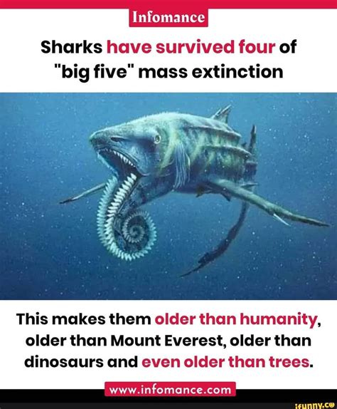 Infomance Sharks Have Survived Four Of Big Five Mass Extinction This