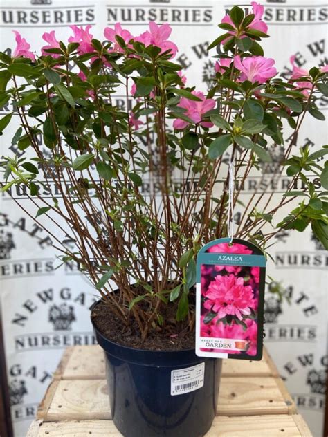 Azalea Japonica Gilbert Mullie Litre Pot Newgate Nurseries