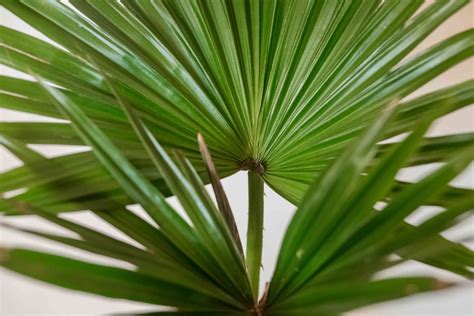 Chinese Fan Palm Fountain Palm Care And Growing Guide