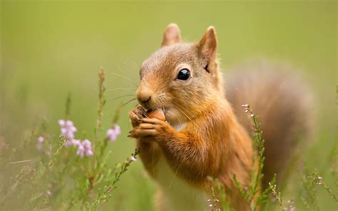 Squirrel Cute Lovely Blossoms Nut Animal Hd Wallpaper Peakpx