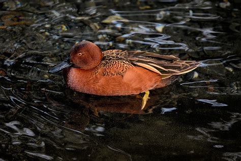 Cinnamon Teal Duck Bird Free Photo On Pixabay