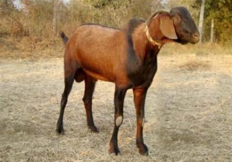 New Goat Bakra Hd Wallpapers Pictures Images Photos Collection Hd Walls