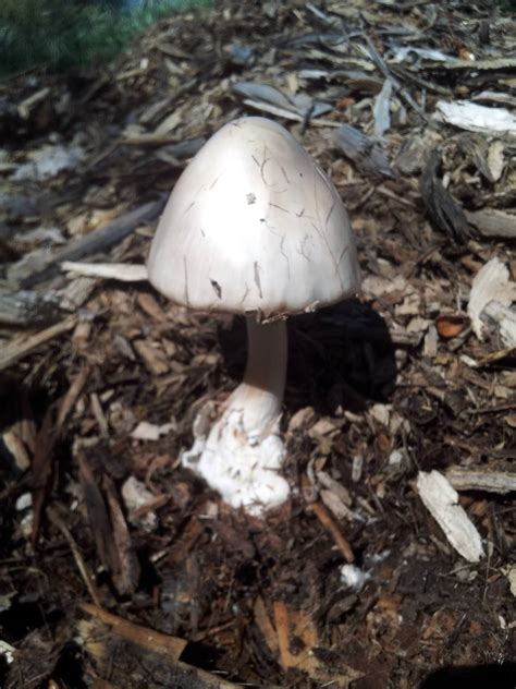 Help Poisonous Mushroom Hunting And Identification Shroomery