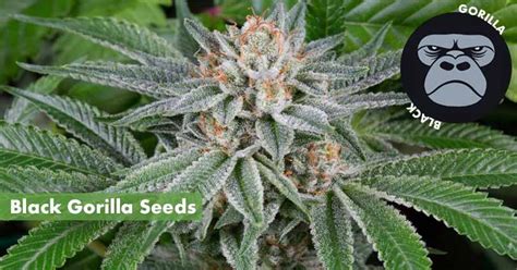 Where To Buy The Best Black Gorilla Seeds Online 10buds