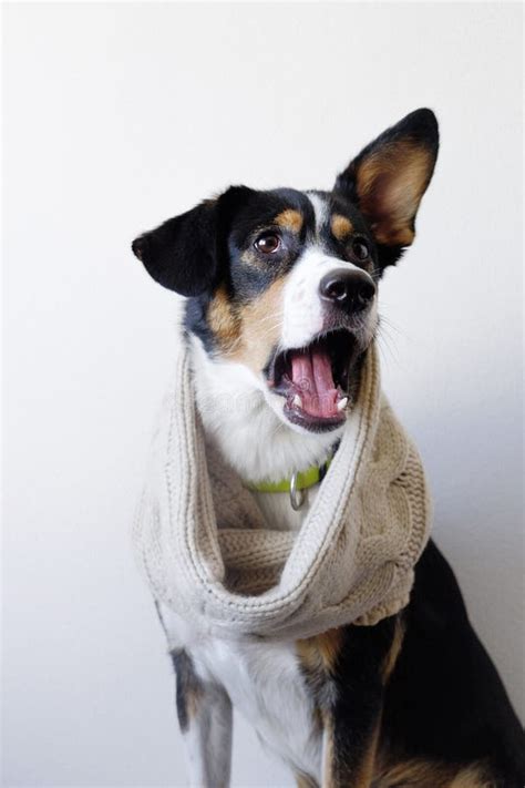 Surprised Dog In Scarf Autumn Coming Stock Image Image Of Coming