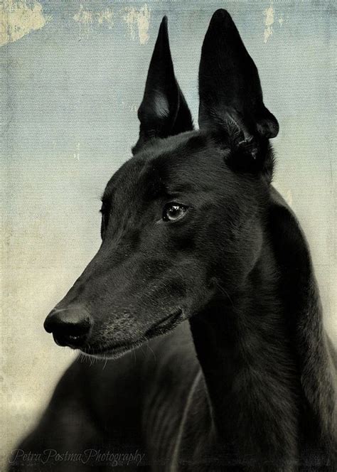 basil   tee portrait  petra postma beautiful dogs dogs grey hound dog