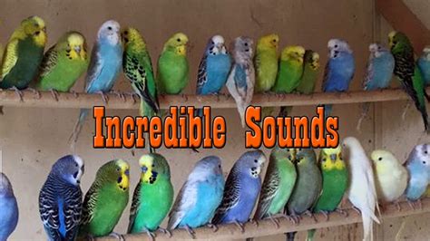 July Mins Of Budgies Singing And Talking Happy Budgies Sounds Happy Budgies