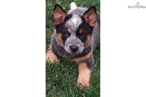 Blue buffalo life protection formula natural puppy chicken and brown rice dry dog food. Reds And Blues: Australian Cattle Dog/Blue Heeler puppy ...