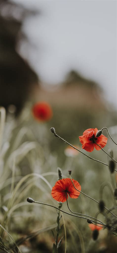 Red Poppies Wildflowers Iphone X Wallpapers Free Download