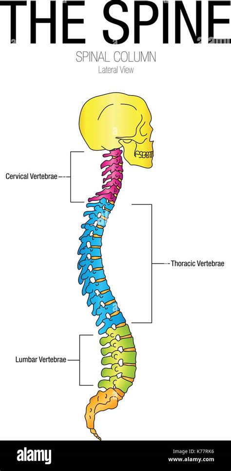 Chart Of The Spine Lateral View With Parts Name Vector Image Stock