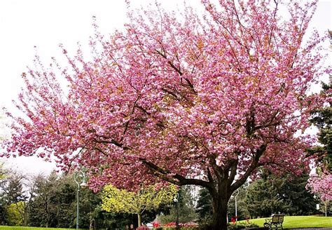 Cerejeira Japonesa Ornamental De Flores Rosas Jardim Exótico O