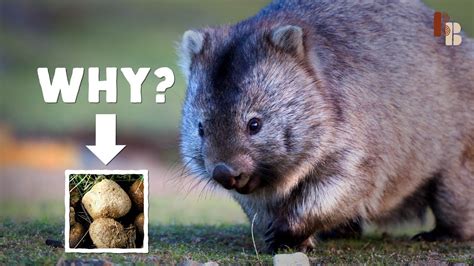 How The Wombat Poops Cubes Laptrinhx