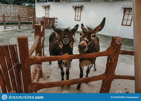 Duo Donkey In Stable Stock Photo Image Of Bovine Grazing 247822358