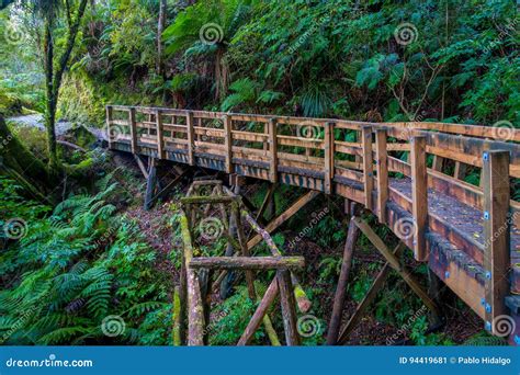 Bridge Inside Of Dense Temperate Rainforest With Fern Trees In South